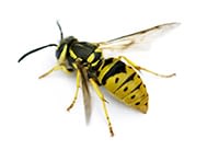 yellow-jacket-bee